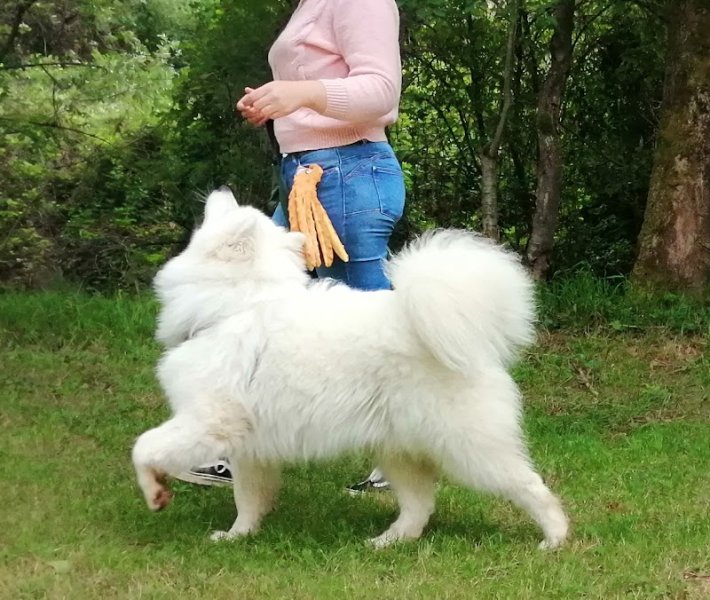 L'école des chiots à Decazeville - Educateur canin - photo 2