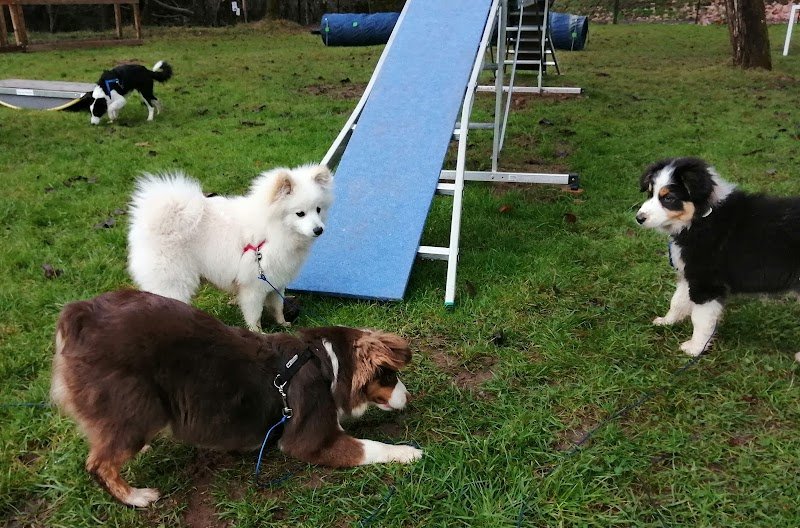L'école des chiots à Decazeville - Educateur canin - photo 3