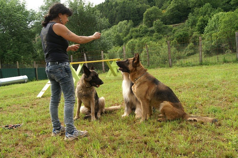 LOOK et cie Comportementaliste et Educatrice canine