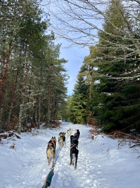 La grange des huskies / base éco-canine - photo 2