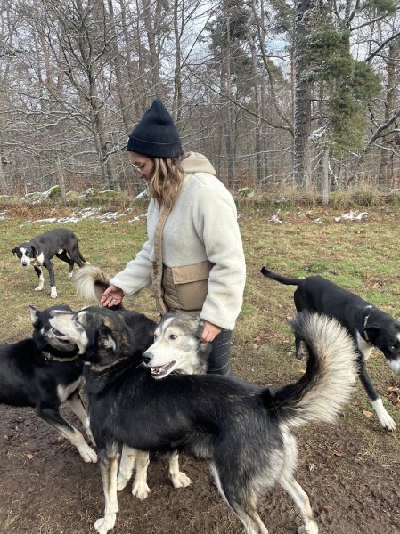 La grange des huskies / base éco-canine - photo 3