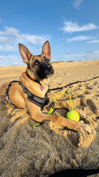 G Educ mon chien | Educateur canin & Pet Sitting Dax - photo 3