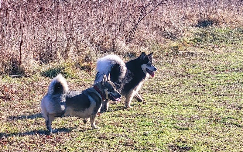 Parentis Education Canine - photo 2