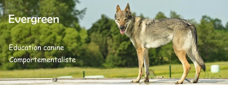 Evergreen - Educateur canin Comportementaliste Landes Mont de Marsan et Gers