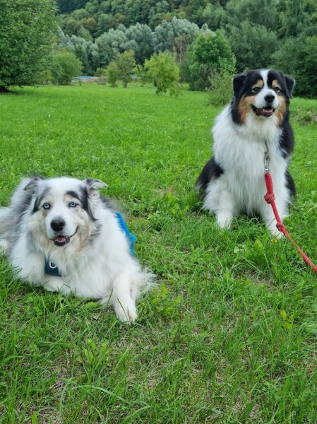 Evergreen - Educateur canin Comportementaliste Landes Mont de Marsan et Gers - photo 2