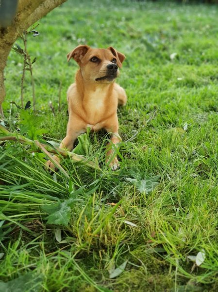Evergreen - Educateur canin Comportementaliste Landes Mont de Marsan et Gers - photo 3