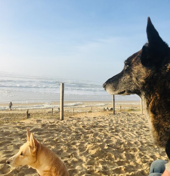 Hasenduti éducation canine Hossegor - photo 1