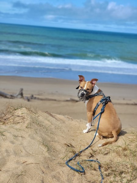 Hasenduti éducation canine Hossegor - photo 3