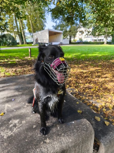 Les Apprivoisés | Éducation & Comportement canin | Brive-la-Gaillarde, nord du Lot & visio - photo 2