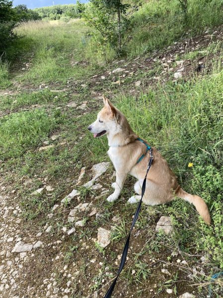 Les Apprivoisés | Éducation & Comportement canin | Brive-la-Gaillarde, nord du Lot & visio - photo 3
