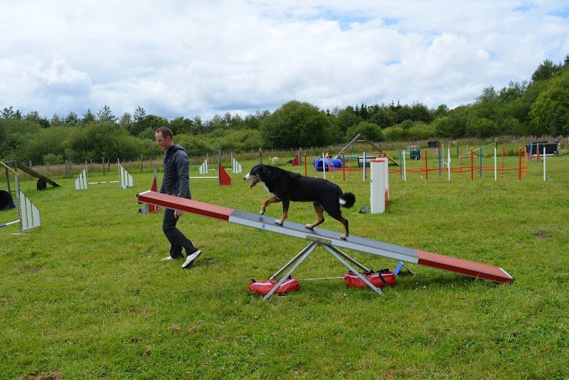Club canin Patt'agiles - photo 2