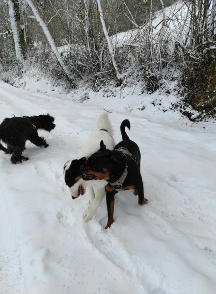 Club canin Patt'agiles - photo 3