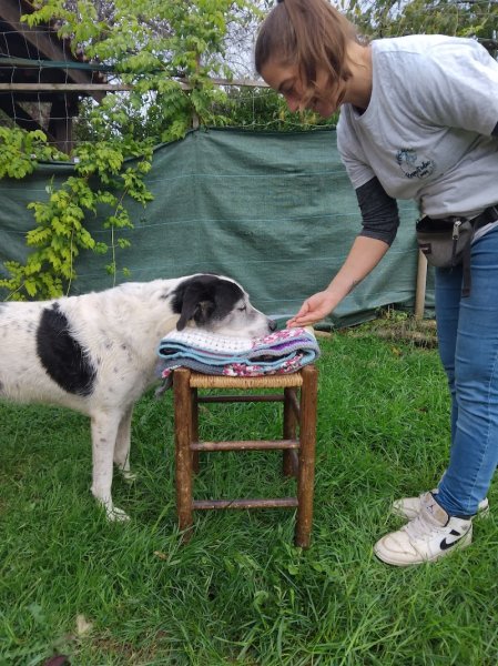 Respect'educ canin - photo 1