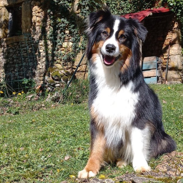 Can'idée, une autre idée du chien - photo 1