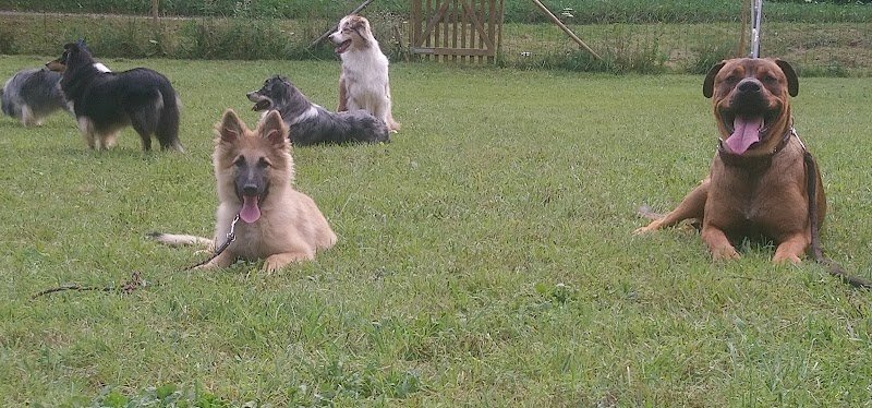 Can'idée, une autre idée du chien - photo 2