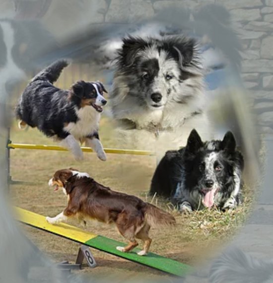 Can'idée, une autre idée du chien - photo 3