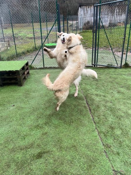 doghouse pension canine - photo 2