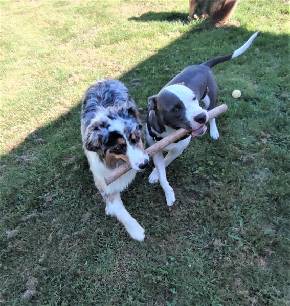 doghouse pension canine - photo 3