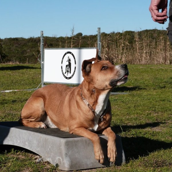 Centre d'Education Canine et Sportive