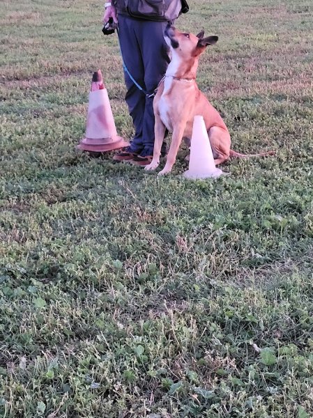 Centre d'Education Canine et Sportive - photo 2