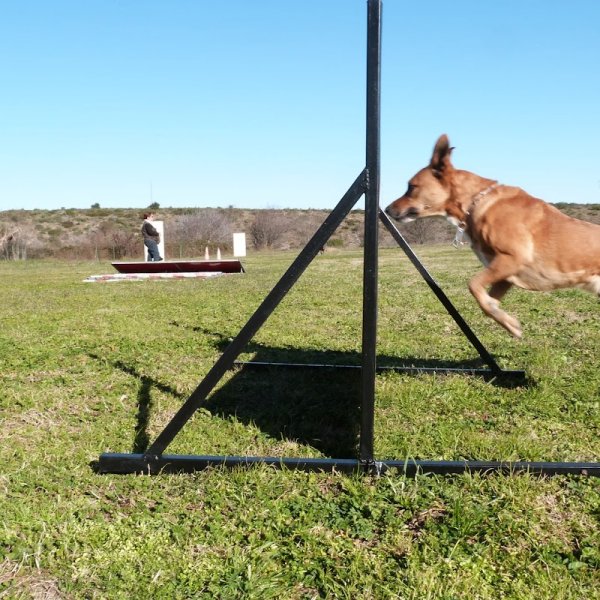 Centre d'Education Canine et Sportive - photo 3