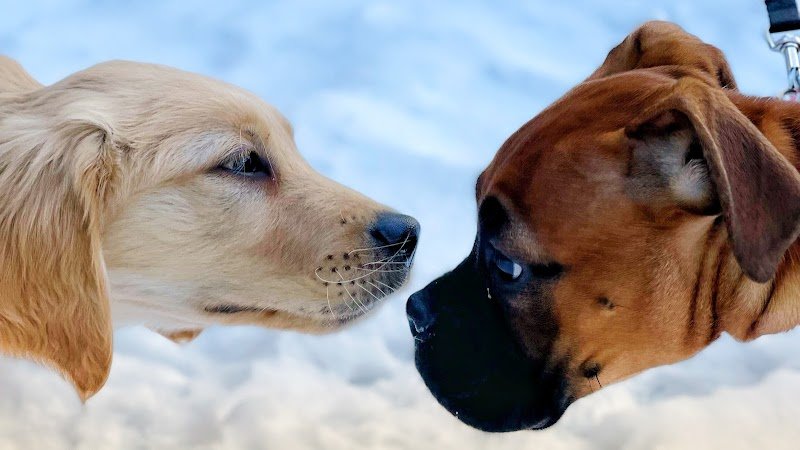 Dressage Alliance Canin - photo 1