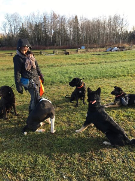 Dressage Alliance Canin - photo 2