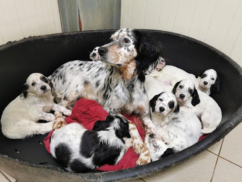 Pension Canine et Féline - LONG BEC D'ENCHANET - photo 2