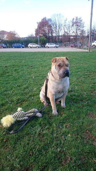 Club d'Éducation Canine de Condat sur Vienne - photo 1