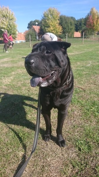 Club d'Éducation Canine de Condat sur Vienne - photo 2