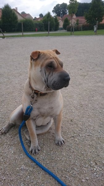 Club d'Éducation Canine de Condat sur Vienne - photo 3