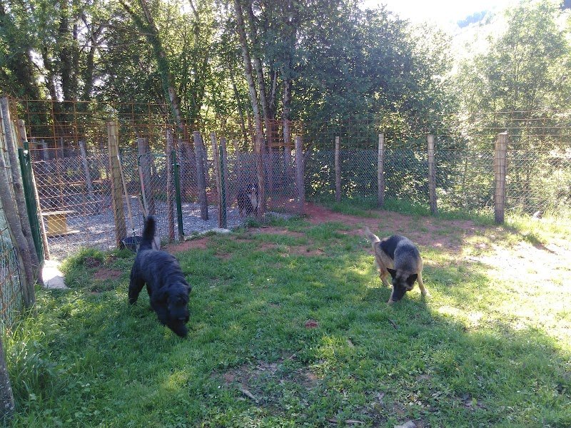 Le Domaine de Look (pension, comportementaliste éducateur canin, médiation animale) Ouvert tous les jours sur rendez-vous - photo 3