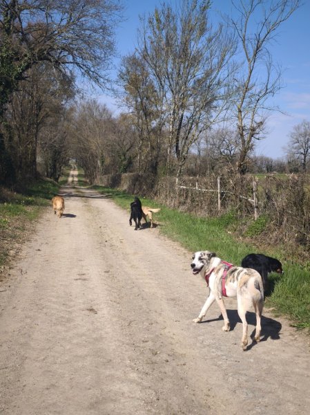 Instinct de Chien - Education canine Lot - Aveyron - photo 2