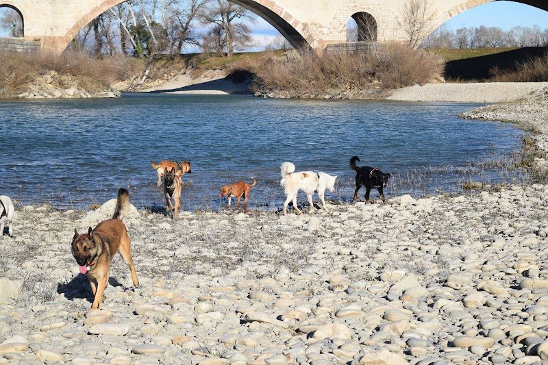 Instinct de Chien - Education canine Lot - Aveyron - photo 3
