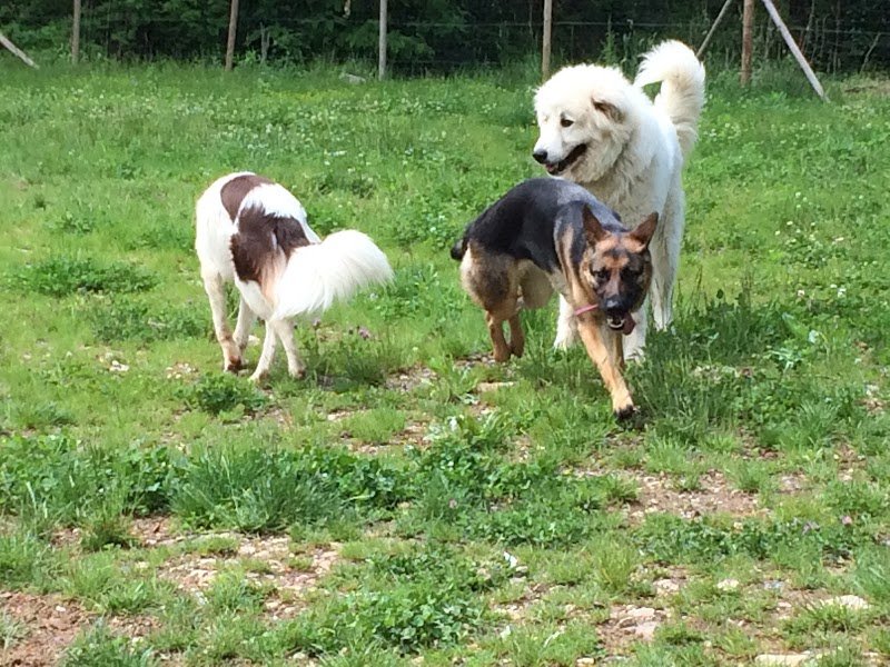 centre canin Entre Chiens Et Loups