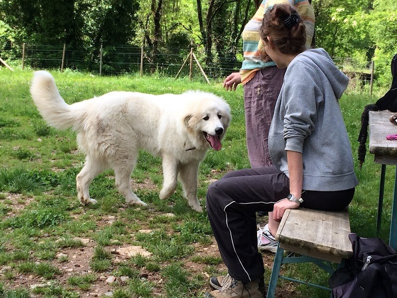 centre canin Entre Chiens Et Loups - photo 2