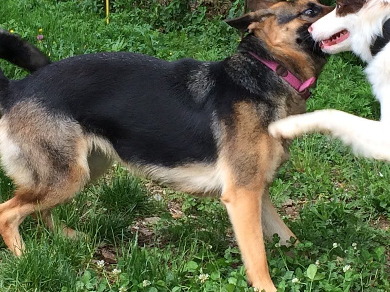 centre canin Entre Chiens Et Loups - photo 3