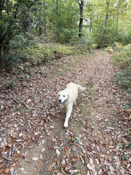 Les Liens d'Armor - Nelly HOPP - éducation canine, médiation animale, dressage