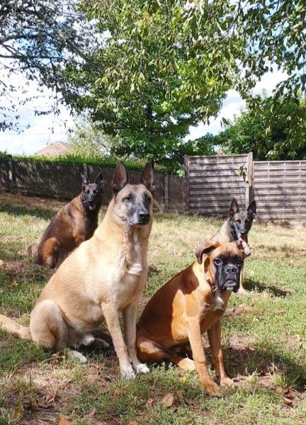 FKL education canine - photo 1