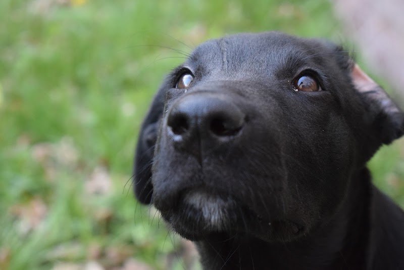 Éduque&Flaire - Éducateur canin, pension Corrèze/Lot