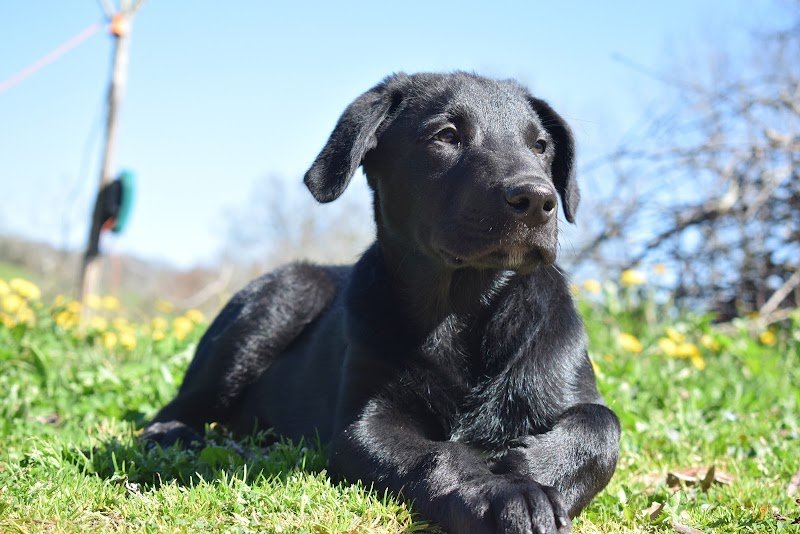 Éduque&Flaire - Éducateur canin, pension Corrèze/Lot - photo 2