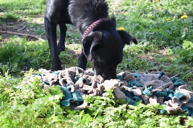Éduque&Flaire - Éducateur canin, pension Corrèze/Lot - photo 3