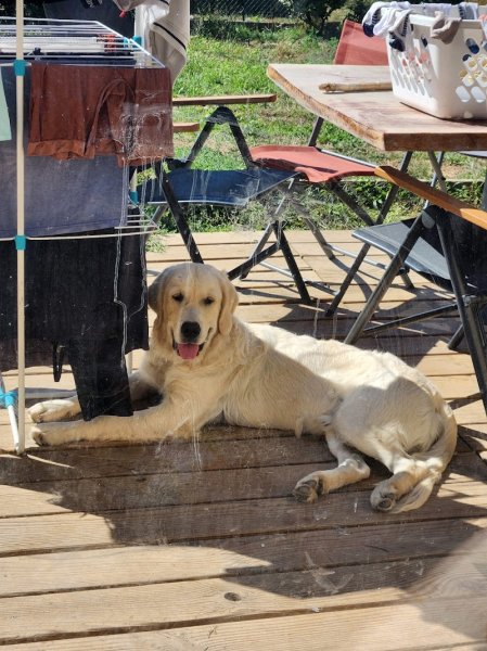 AL EDUCATION CANINE - photo 1