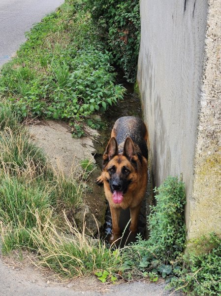 AL EDUCATION CANINE - photo 2