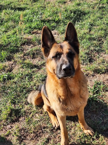 AL EDUCATION CANINE - photo 3