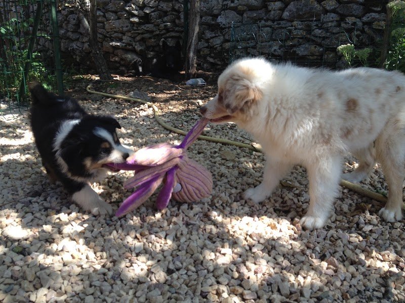 Marina Collet Comportementaliste Éducateur Canin