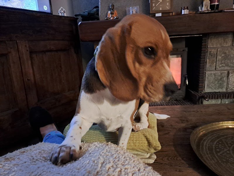 Marina Collet Comportementaliste Éducateur Canin - photo 2