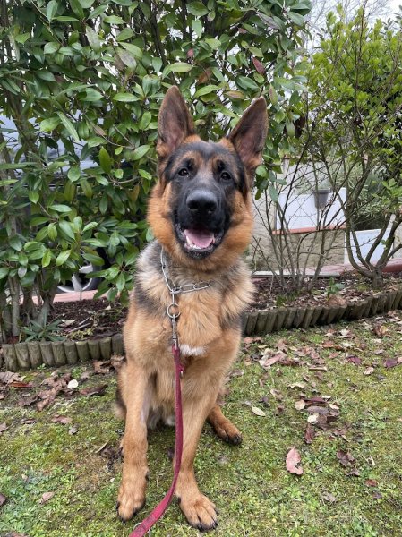 Complexe Canin des Wallabies - photo 2