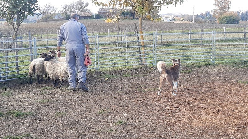Complexe Canin des Wallabies - photo 3