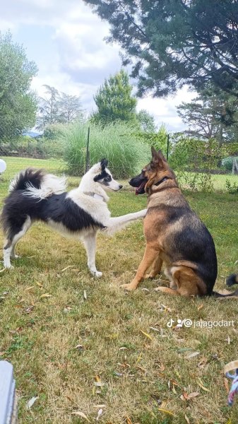 Centre canin dogcitania - photo 1